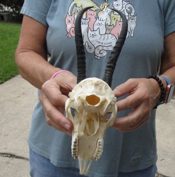 Buy this Female Springbok Skull with 6-1/2 inch Horns for $47