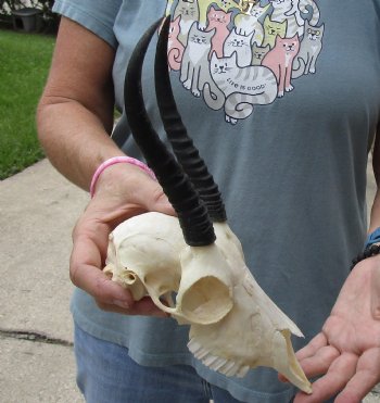 Buy this Female Springbok Skull with 6-1/2 inch Horns for $47