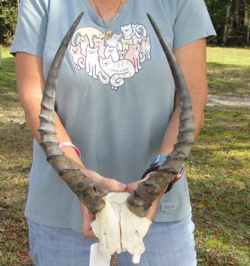 B-Grade 15-1/2 inch impala skull plate and horns for $32