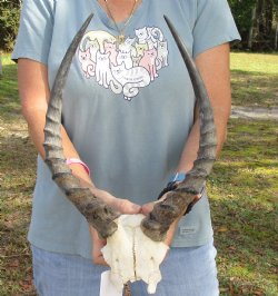 B-Grade 15-1/2 inch impala skull plate and horns for $32