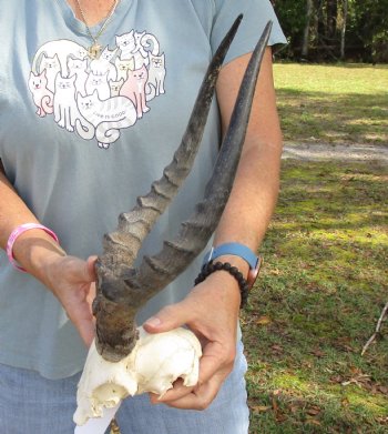 B-Grade 15-1/2 inch impala skull plate and horns for $32