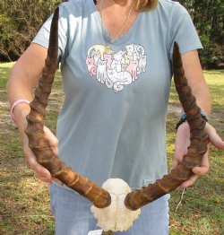 B-Grade 20-1/2 inch impala skull plate and horns for $32