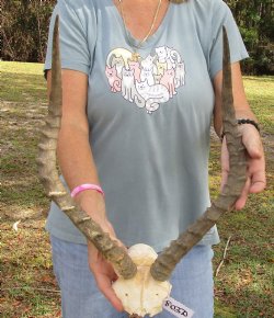 B-Grade 21 inch impala skull plate and horns for $32