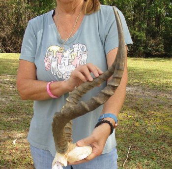 B-Grade 21 inch impala skull plate and horns for $32