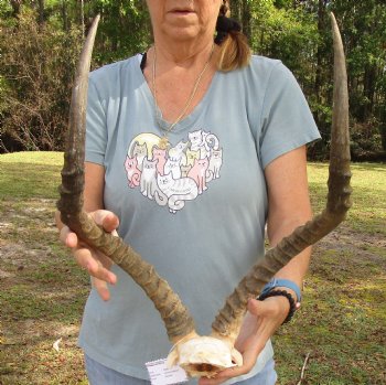 B-Grade 21 inch impala skull plate and horns for $32