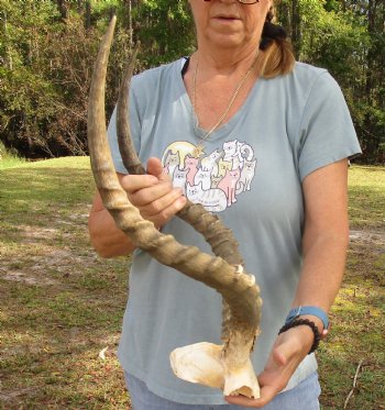 B-Grade 21 inch impala skull plate and horns for $32