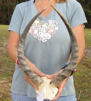 B-Grade 17-1/2 inch impala skull plate and horns for $32