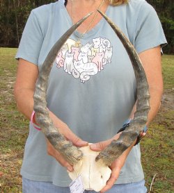 B-Grade 17-1/2 inch impala skull plate and horns for $32