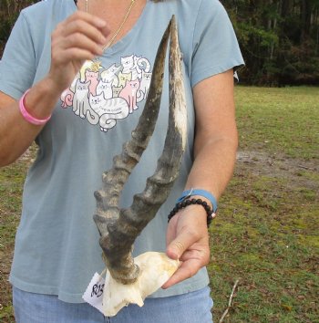 B-Grade 17-1/2 inch impala skull plate and horns for $32