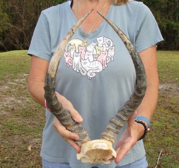 B-Grade 17-1/2 inch impala skull plate and horns for $32