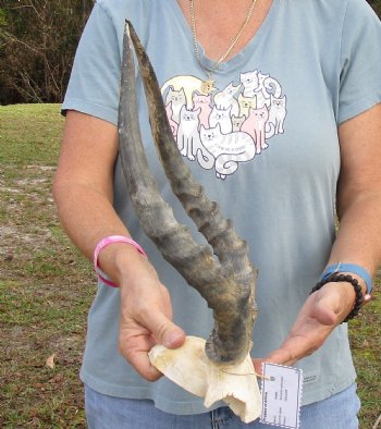 B-Grade 17-1/2 inch impala skull plate and horns for $32