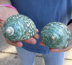 Beautiful 2 piece lot of Polished green turbo shells for shell crafts - $18/lot