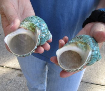 Beautiful 2 piece lot of Polished green turbo shells for shell crafts - $18/lot