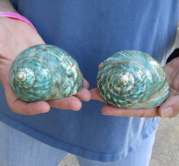 Genuine 2 pc lot of Polished green turbo shells buy now for $18/lot