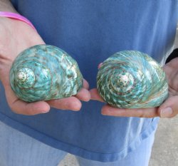 Genuine 2 pc lot of Polished green turbo shells buy now for $18/lot