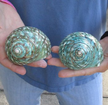 Beautiful 2 piece lot of Polished green turbo shells for shell crafts - $18/lot