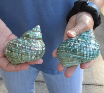 Beautiful 2 piece lot of Polished green turbo shells for shell crafts - $18/lot