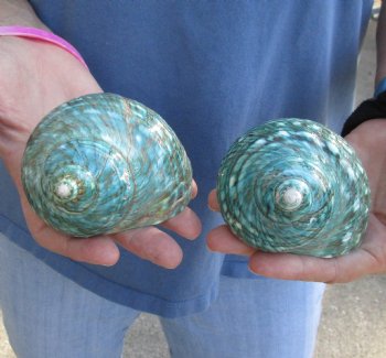 Buy this 2 piece lot of Polished green turbo shells for shell crafts for $18/lot