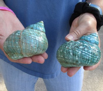 Buy this 2 piece lot of Polished green turbo shells for shell crafts for $18/lot