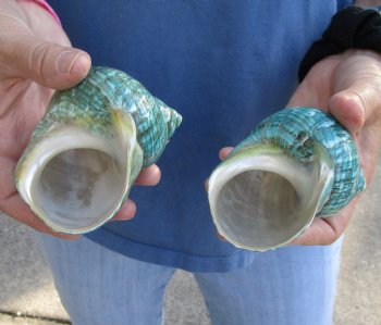 Buy this 2 piece lot of Polished green turbo shells for shell crafts for $18/lot