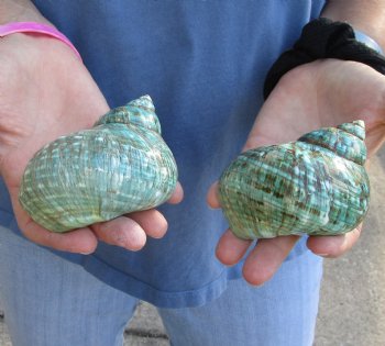 Beautiful 2 piece lot of Polished green turbo shells for shell crafts - $18/lot