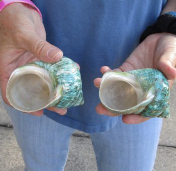 Beautiful 2 piece lot of Polished green turbo shells for shell crafts - $18/lot