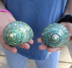 Genuine 2 pc lot of Polished green turbo shells buy now for $18/lot