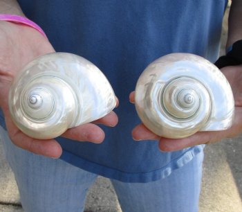 Genuine 2 pc lot of Pearl Turbo shells buy now for $18/lot