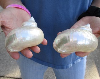 Genuine 2 pc lot of Pearl Turbo shells buy now for $18/lot