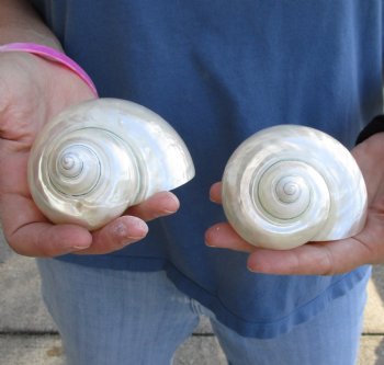 Genuine 2 pc lot of Pearl Turbo shells buy now for $18/lot