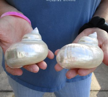 Genuine 2 pc lot of Pearl Turbo shells buy now for $18/lot