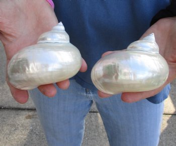 Buy this 2 piece lot of Pearl turbo shells for shell crafts for $18/lot