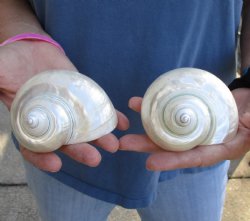 Beautiful 2 piece lot of Pearl turbo shells for shell crafts - $18/lot