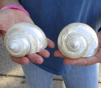 Buy this 2 piece lot of Pearl turbo shells for shell crafts for $18/lot