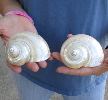 Genuine 2 pc lot of Pearl Turbo shells buy now for $18/lot