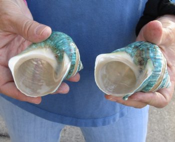 Beautiful 2 piece lot of Pearl Banded Jade Turbo shells for shell crafts - $18/lot