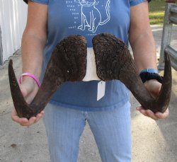 Buy this 16-1/2 inch wide Male Black Wildebeest skull plate with horns for $65