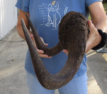 Buy this 16-1/2 inch wide Male Black Wildebeest skull plate with horns for $65