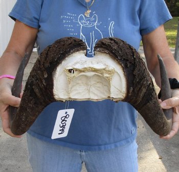 Buy this 16-1/2 inch wide Male Black Wildebeest skull plate with horns for $65