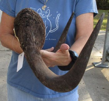 Buy this 16-1/2 inch wide Male Black Wildebeest skull plate with horns for $65