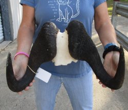 Genuine 17-1/2 inch wide Male Black Wildebeest skull plate with horns Available for sale for $65