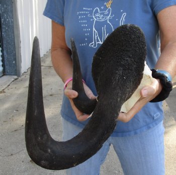 Genuine 17-1/2 inch wide Male Black Wildebeest skull plate with horns Available for sale for $65