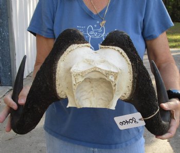 Genuine 17-1/2 inch wide Male Black Wildebeest skull plate with horns Available for sale for $65