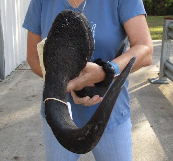 Genuine 17-1/2 inch wide Male Black Wildebeest skull plate with horns Available for sale for $65