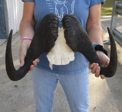  17-1/2 inch wide Male Black Wildebeest skull plate with horns - For Sale for $65