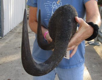  17-1/2 inch wide Male Black Wildebeest skull plate with horns - For Sale for $65