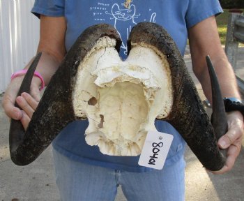  17-1/2 inch wide Male Black Wildebeest skull plate with horns - For Sale for $65