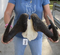 Genuine 18 inch wide Male Black Wildebeest skull plate with horns Available for sale for $65