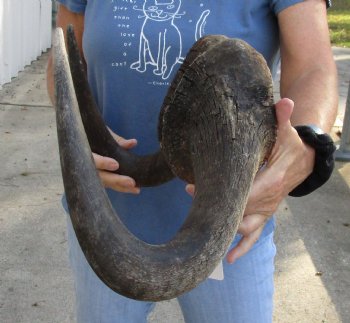 Genuine 18 inch wide Male Black Wildebeest skull plate with horns Available for sale for $65