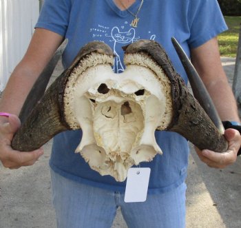 Genuine 18 inch wide Male Black Wildebeest skull plate with horns Available for sale for $65